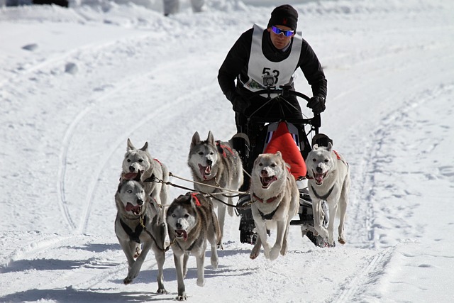 Beyond the Biceps: What Makes a Dog Strong?