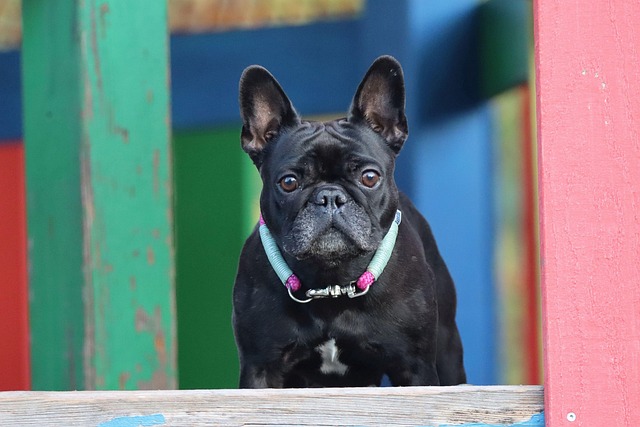 A black French Bulldog showing off its sleek coat and distinctive bat ears.