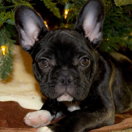 black french bulldog puppy