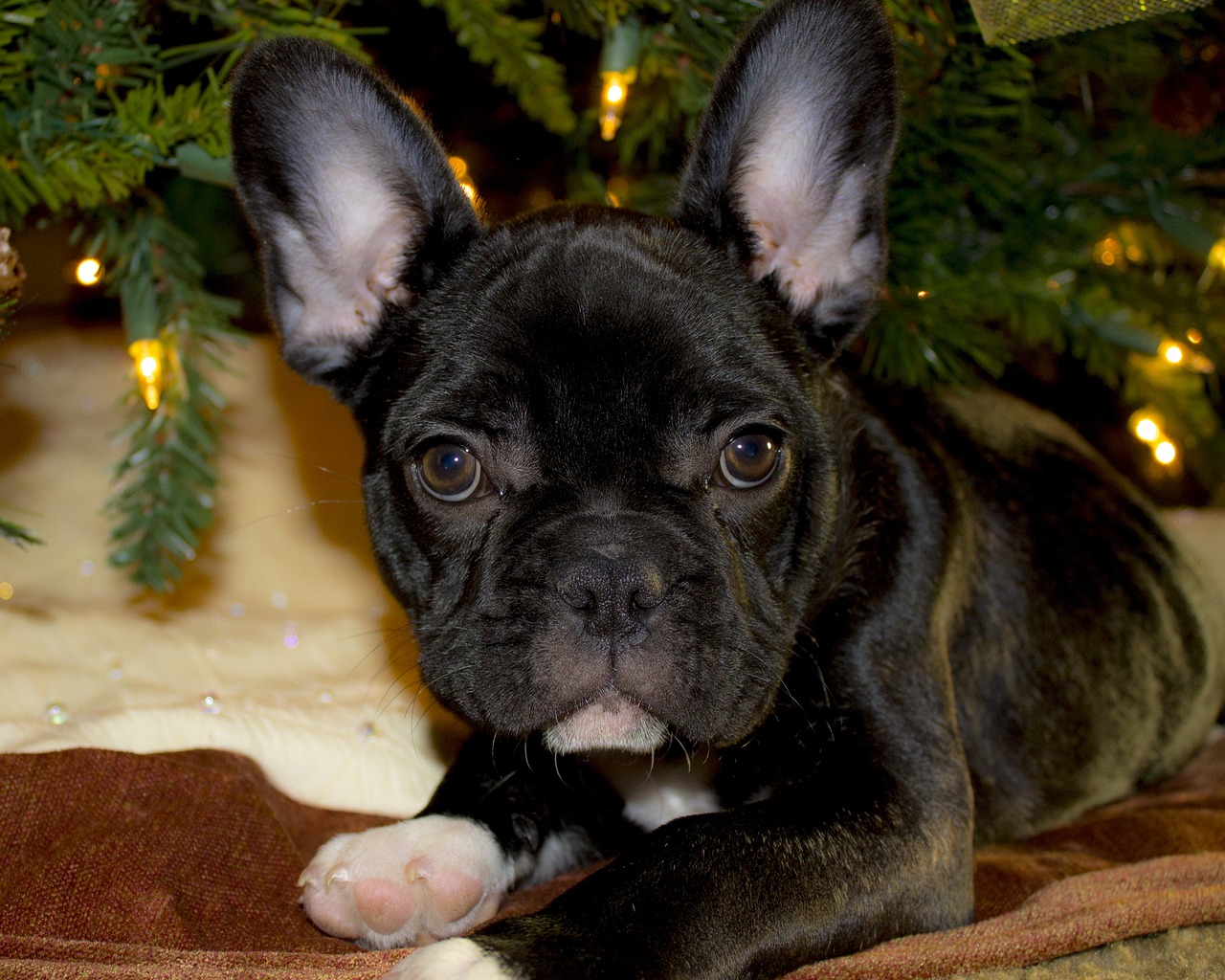 The Black French Bulldog: What You Need to Know