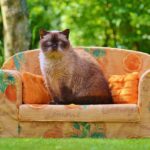 british blue cat eating