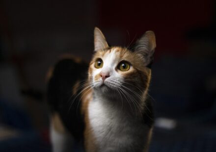 calico kitten close up