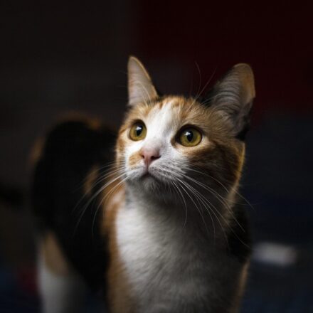 calico kitten close up