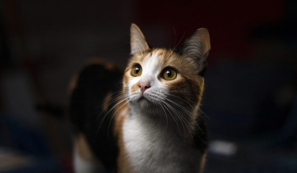 calico kitten close up