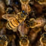 cat bee sting