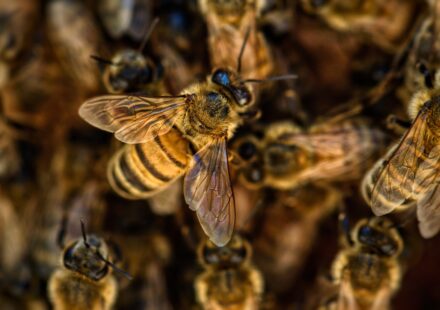 cat bee sting