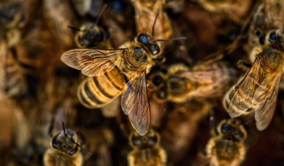 cat bee sting