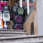 cat in carrier
