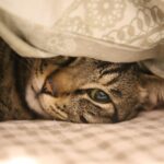 cat kneading blanket