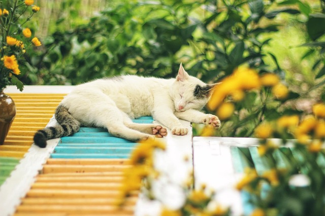 A cat peacefully sleeping in a soft, enclosed cat bed