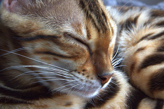 A close-up of a Bengal cat's face, highlighting its distinctive spotted markings and piercing eyes