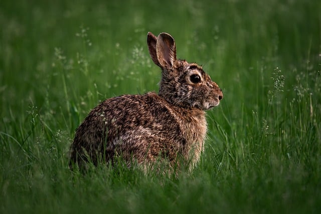 A close-up of a Lionhead rabbit's teeth for dental health check