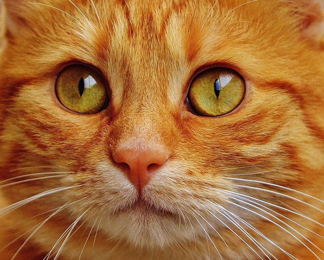 Collage of different cat breeds that can be calico, including Japanese Bobtail, Manx, and Domestic Shorthair.
