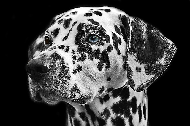 A dog with floppy ears and a relaxed tail looking up fondly