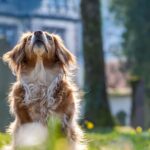 dog looking up attentively