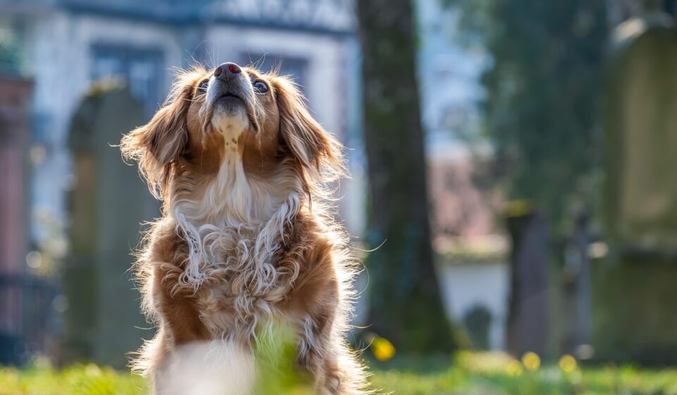 dog looking up attentively