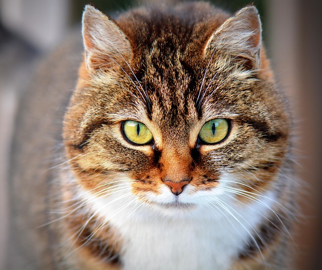 Close-up portrait of a tabby cat looking directly ahead