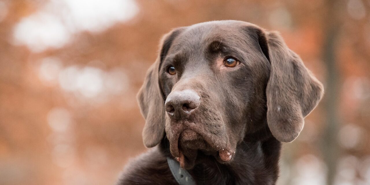 kai ken dog portrait