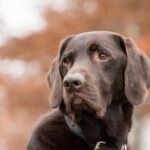 kai ken dog portrait