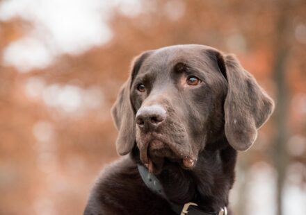 kai ken dog portrait