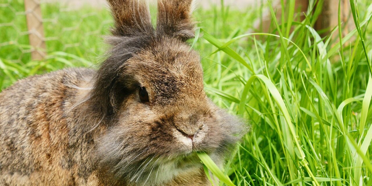 lionhead rabbit fluffy mane
