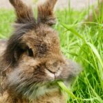 lionhead rabbit fluffy mane