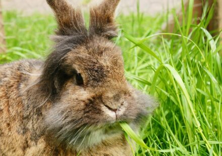 lionhead rabbit fluffy mane