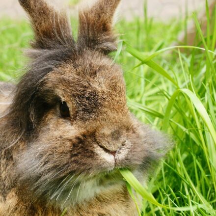 lionhead rabbit fluffy mane