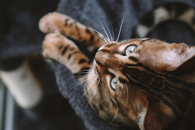 A litter of Bengal kittens with their mother, showcasing different coat patterns