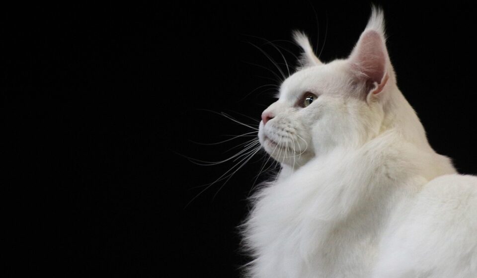 Maine Coon cat sitting