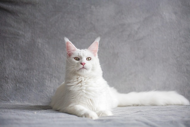 Maine Coon: The Gentle Giant’s Complete Guide