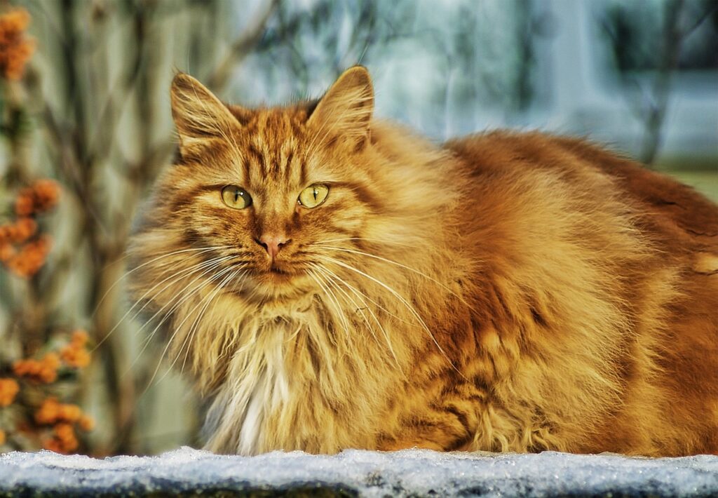 norwegian forest cat portrait