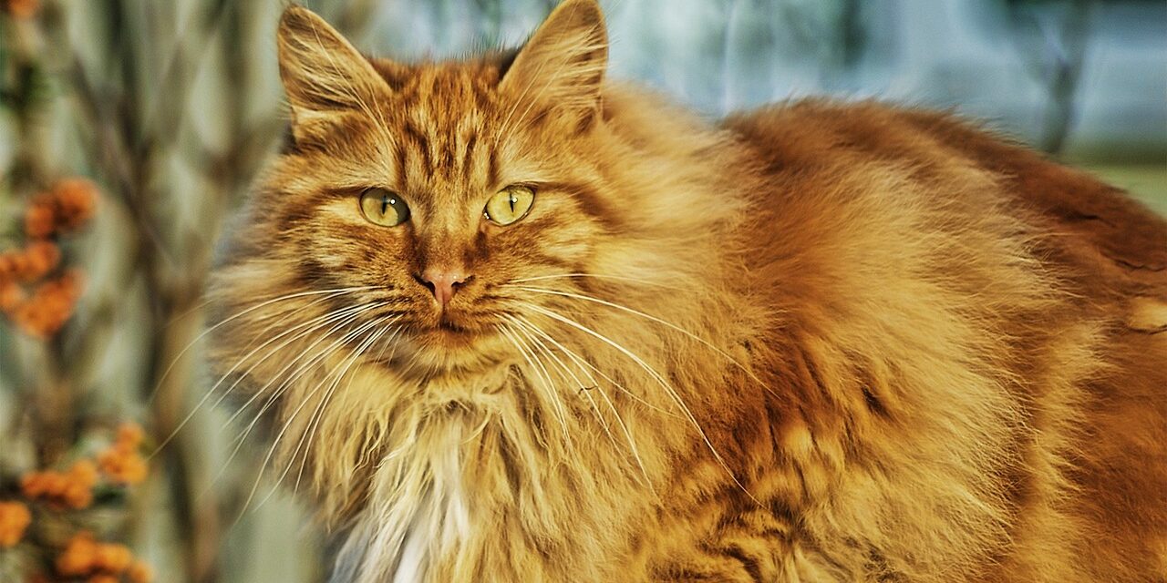 norwegian forest cat portrait