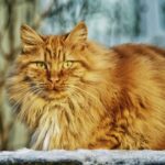 norwegian forest cat portrait