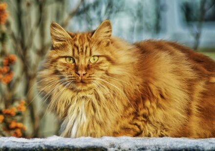 norwegian forest cat portrait