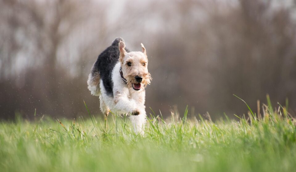 patterdale terrier running