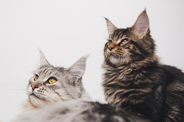 Person brushing a Maine Coon cat's long fur
