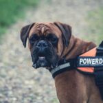 powerful dog breeds