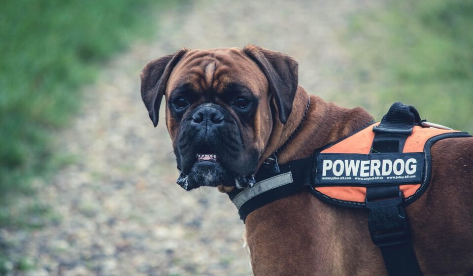 powerful dog breeds