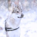 saarloos wolfdog standing