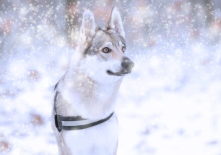 saarloos wolfdog standing