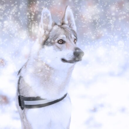 saarloos wolfdog standing