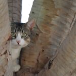 scared cat hiding