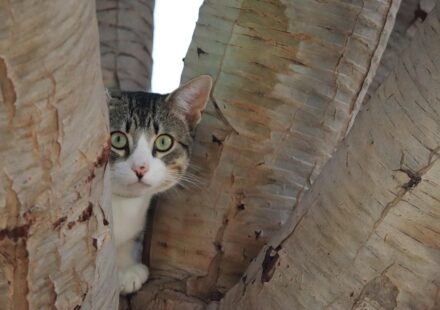 scared cat hiding