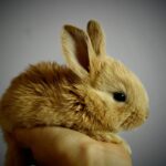 sick rabbit