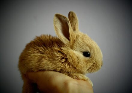 sick rabbit