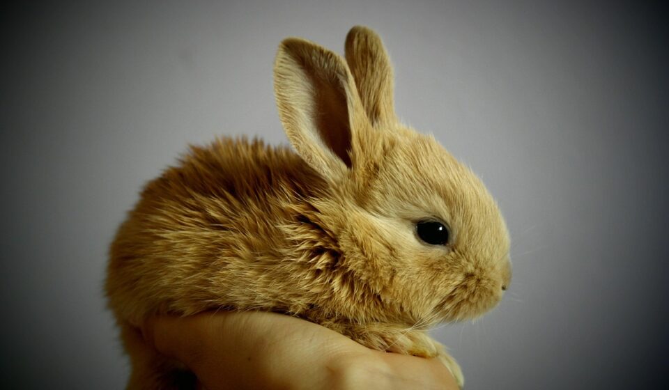 sick rabbit