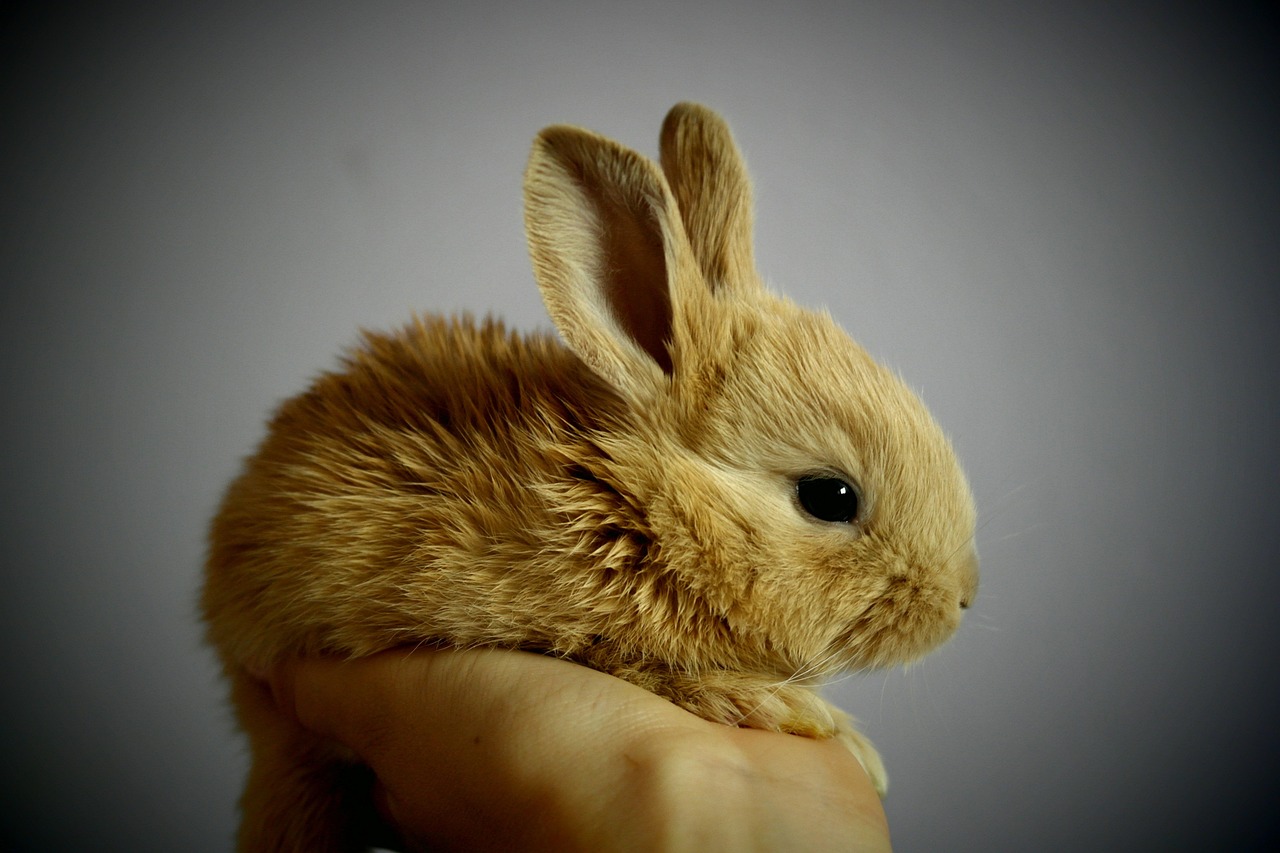 Recognising a Poorly Rabbit: Signs, Causes, and Care