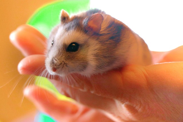Small mammals: compact pocket pets