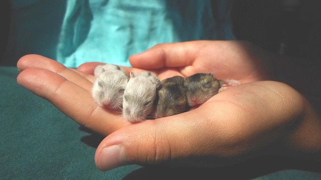 Small mammals: compact pocket pets